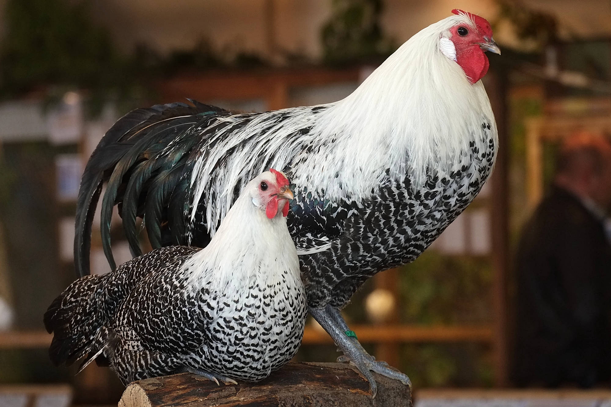Hahn und Henne Westfälische Totleger, silber Hahn und Henne Westfälische Totleger, silber
